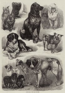 Paris Dog Show
